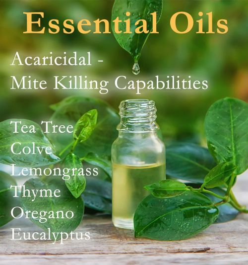 Essential Oils for Scabies